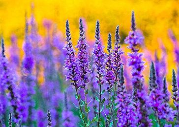 《碧蓝幻想Versus：崛起》新DLC角色“圣德芬”预告 2月26日上线